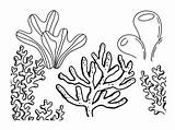 Coral Reef Coloring Pages sketch template