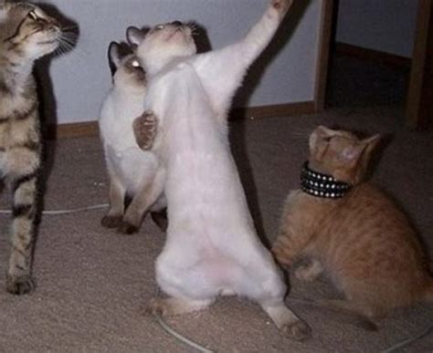 Top 10 Cats Dancing At the New Years Eve Party