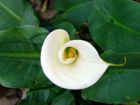 What Do Calla Lilies Represent? | Teleflora Blog