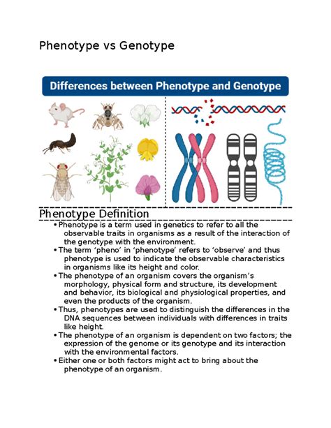 Phenotype vs Genotype - notes - Phenotype vs Genotype Phenotype ...