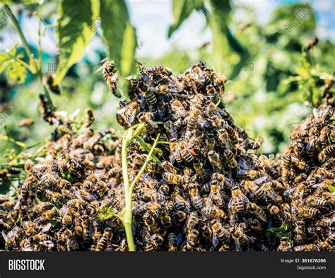 Honey Bees Swarm Image & Photo (Free Trial) | Bigstock