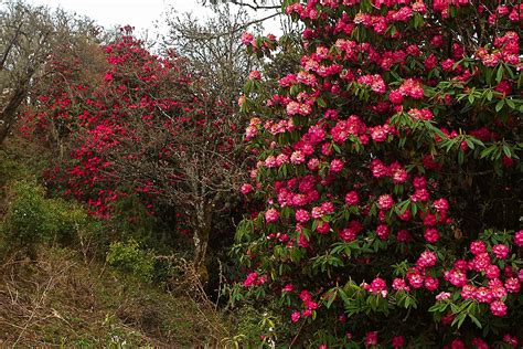 Blooming Rhododendrons in Bhutan 2025 - Rove.me