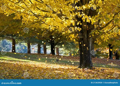 Fall Foliage Yellow Maple Leaves From Autumn Tree Royalty Free Stock Photos - Image: 21363958