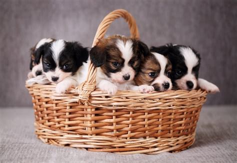 Premium Photo | Little Puppies in a basket