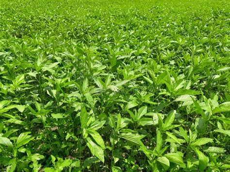 Jute plants in the field stock photo. Image of diet - 248798372