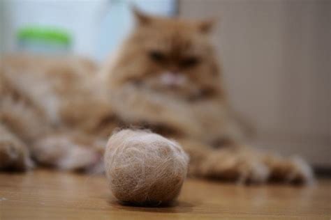 How to Prevent Hairballs in Cats | HealthyPets Blog