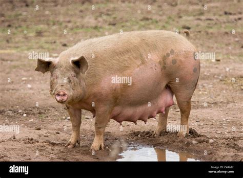 Pigs at Packington Pig farm, near Tamworth, Staffordshire Stock Photo ...