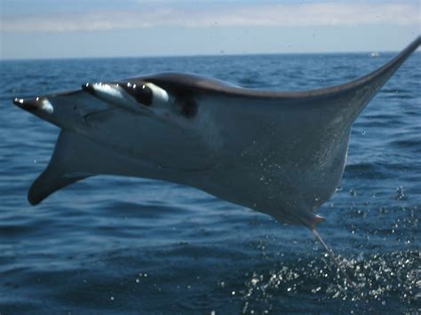 The Dive Shack Tides: Creature Feature: Flying Mobula Rays