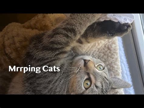 Spring Mrrpilation (Cat Trilling Compilation aka mrrping) - YouTube