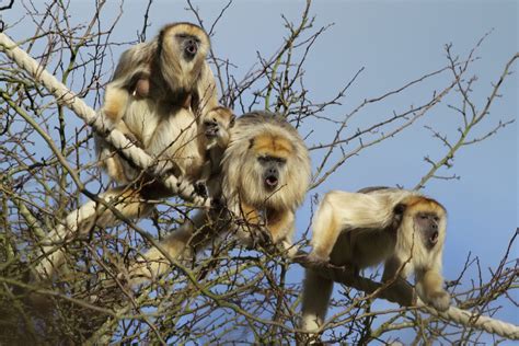 Amazon Rainforest Monkeys Seen On A River Cruise | Rainforest Cruises