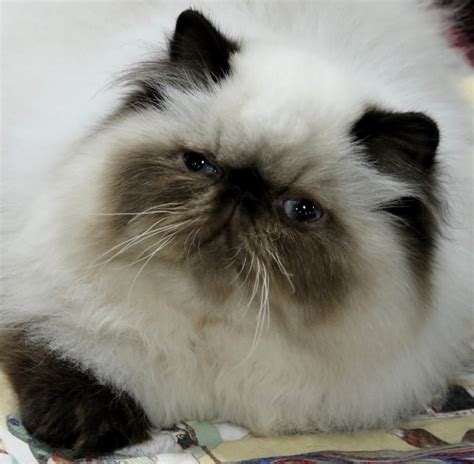 white himalayan cat : Biological Science Picture Directory – Pulpbits.net