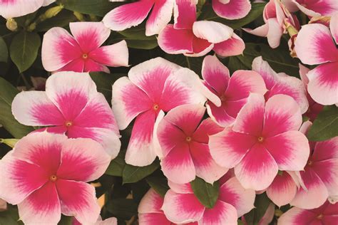 Pink Splash Vinca. Great for filling hanging baskets! Labels available ...