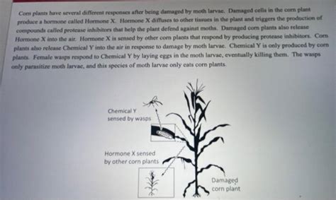 [Solved]: Com plants have several different responses after