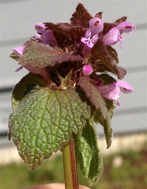 Purple deadnettle (Lamium purpureum)