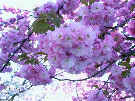 Download Pink Flower Branch Flower Nature Blossom Wallpaper