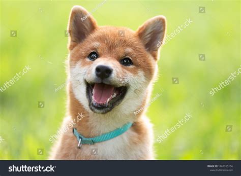 6,153 Shiba Inu Grass Images, Stock Photos & Vectors | Shutterstock