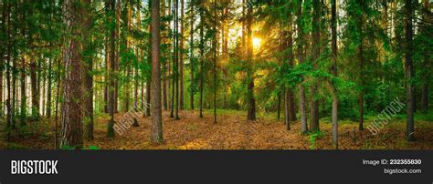 Panorama Forest Image & Photo (Free Trial) | Bigstock