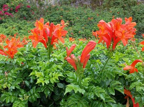 Tecoma Capensis - Nature Nursery - Central India's Biggest Nursery in ...