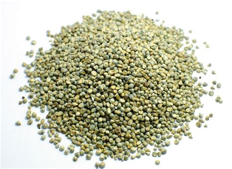 Drought Tolerant Pearl Millet – Dryland Seed