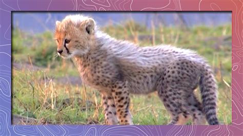 Cute Baby African Animals Love to Play | Compilation Video - YouTube