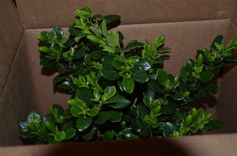 Pro Flowers!! Gardenia Bonsai Tree & Coupon Code!!!