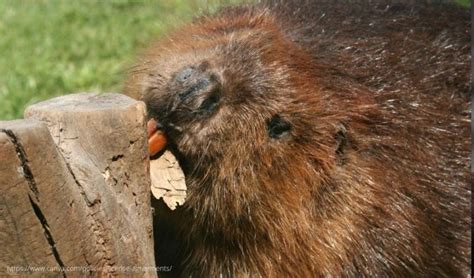 Tasty Beaver Recipe - Montana Hunting and Fishing Information