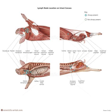 Lymph Node Location on a Pig Carcass | | Scientific-Artist.com ...