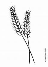Nature Wheat coloring Page For Kids Printable Free Fall Coloring Pages  sketch template