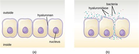 11.3 Virulence Factors of Bacterial and Viral Pathogens – Allied Health ...