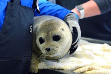 Court approves threatened-species status for ringed seals in Alaska - Anchorage Daily News