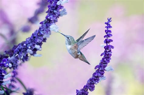 Purple Hummingbird Desktop HD Wallpaper 77921 - Baltana