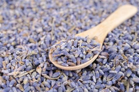 Lavender Seeds | HGTV