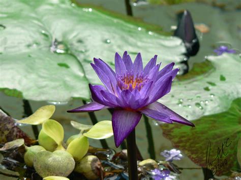 Purple Lotus Flower by Sybaristail on DeviantArt