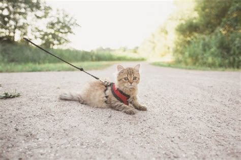 Best Cat Harness for Walking Your Cat in 2024 - Obey My Cat