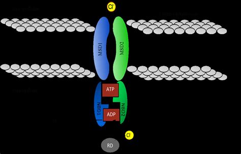 Structure of CFTR protein. | Download Scientific Diagram