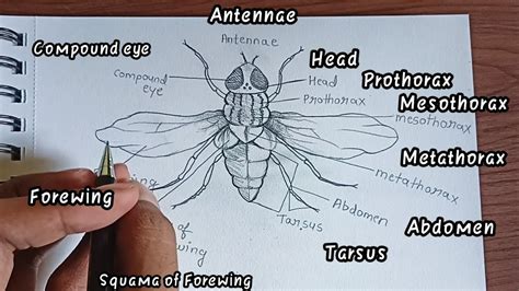 how to Draw a Housefly Labelled Diagram || a Housefly Labelled Diagram, easy drawing tutorial ...