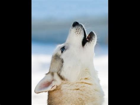 Dog Howling - Compilation Video - YouTube