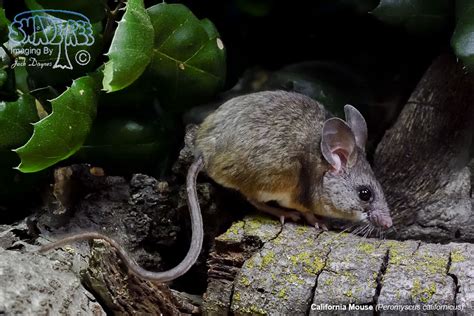 California Mouse | shadeTreeImaging