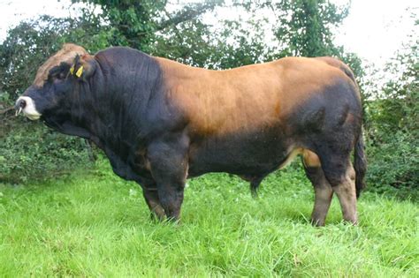 Fully Tested Aubrac Bulls - ICBF