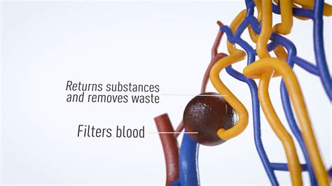 3D Science graphic animation - Kidney Function and biology