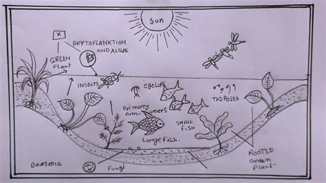 Labeled Diagram Of An Ecosystem 105 Pond Ecosystem Drawing | Porn Sex ...