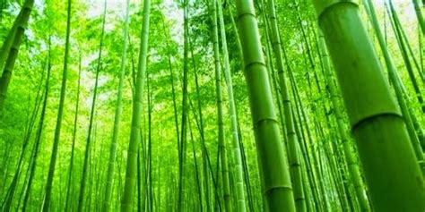 [Inspirasi] Belajar Dari BAMBU CINA