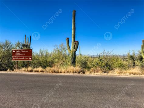 A Highway Through Typical Sonoran Desert Scenery In Saguaro National ...