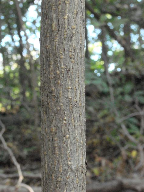 Nature Devotions : Young American Basswood Bark