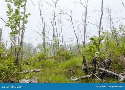 Foggy Swamp stock image. Image of reflection, plants - 55043887