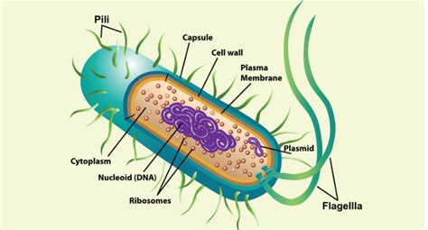 Prokaryotic Cell Definition, Structure, Characteristics And, 56% OFF