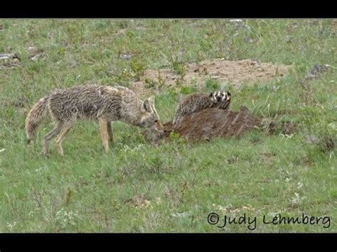 A Badger and a Coyote Hunting Together - YouTube