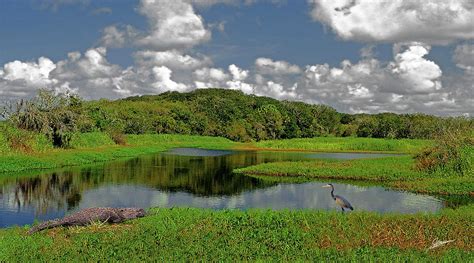 The Myakka River Photograph by Phil Jensen