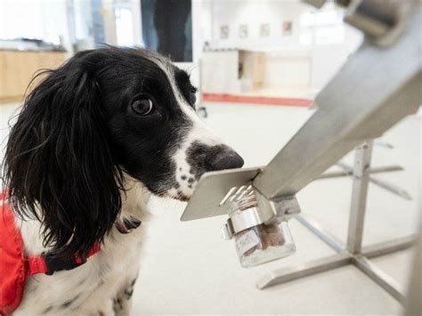 Pictures: Medical Detection Dogs Training to Sniff out Coronavirus