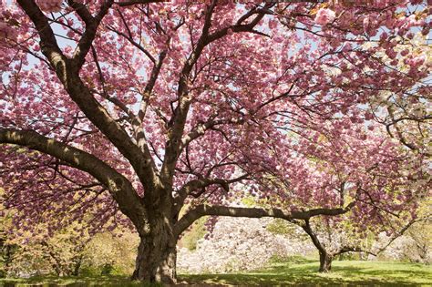 A large pink cherry tree in The Cherry Collection. | Cherry blossom tree, Blossom trees ...